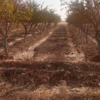 فروش باغ و زمین زراعی