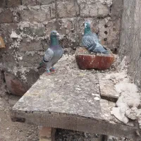 پابند کبوتر|بدلیجات|فردوس (خراسان), |دیوار