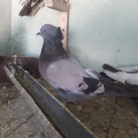 کبوتراصفهانی‌پر