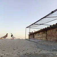 کفتر رنگی|پرنده|قم, دروازه ری|دیوار