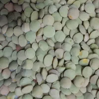 عدس امسال درجه یک یک