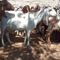 شیربزمحلی|حیوانات مزرعه|نیشابور, فضل|دیوار