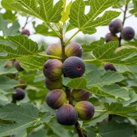 عرضه مستقیم نـهال انجـیر اصــلاح‌شده