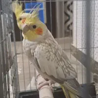 عروس هلندی با تمام لوازم