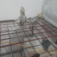 یک جفت عروس|پرنده|زاهدان, |دیوار