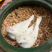 عروس هلندی جوجه|پرنده|کرج, آق تپه|دیوار