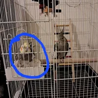 عروس هلندی نر|پرنده|بابل, |دیوار