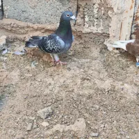 کبوتر|پرنده|خواف, |دیوار