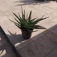 گل آلوورا سه ساله سرحال وشاداب|گل و گیاه طبیعی|کهن آباد, |دیوار