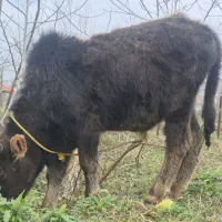 گوساله نر|حیوانات مزرعه|سنگر, |دیوار