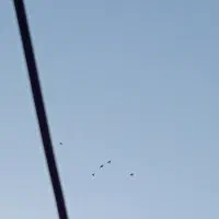 کبوتر|پرنده|رودسر, |دیوار