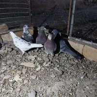 کفتر|پرنده|معصومیه, |دیوار