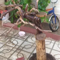 درخت پرنده|لوازم جانبی حیوانات|سبزوار, کهنه آب|دیوار