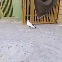سوسنگرد