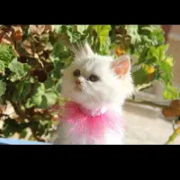 گربه پرشین سفید|گربه|یاسوج, |دیوار