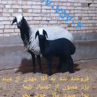 دامداری بزرگ ابوالفضل در شال بامجوز|حیوانات مزرعه|شیراز, احمدآباد|دیوار
