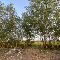زمین ۵۰۰ متری مناسب سرمایه گذاری|فروش زمین و ملک کلنگی|رشت, گلسار|دیوار