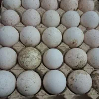 تخم بوقلمون