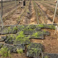 اجاره گلخانه ۶۰۰۰متری ورامین|اجارهٔ دفتر صنعتی، کشاورزی، تجاری|جوادآباد, |دیوار