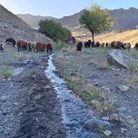 میش بره دار افشاری|حیوانات مزرعه|تربت‌حیدریه, بالا ولایت|دیوار