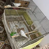 مرغ عشق انگلیسی|پرنده|محمودآباد, |دیوار