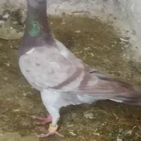 طاووسی|پرنده|تربت‌حیدریه, حیدرآباد|دیوار