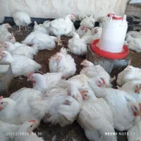 مرغ گوشتی ارگانیک|حیوانات مزرعه|تاتار علیا, |دیوار