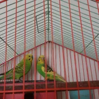 مرغ عشق بالغ فقط زنگ بزنین