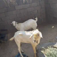 بز نر|حیوانات مزرعه|بندرعباس, |دیوار