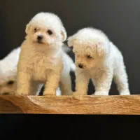 بیچون فرایز یا پودل|سگ|تهران, باغ فیض|دیوار