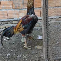 خروس لاری اوشامو