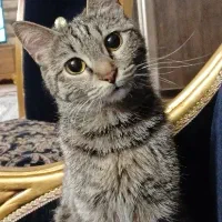 گربه ماده ۲ ساله سالم و کاملا خانگی  واکسن خورده