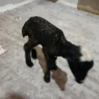 فروش بره شیری|حیوانات مزرعه|خورموج, |دیوار