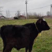 گاو شیری وگوساله ی نر گیل دورگ