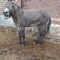 خرواسب شرابی