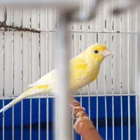 قناری قورولتی ماده|پرنده|اردبیل, |دیوار