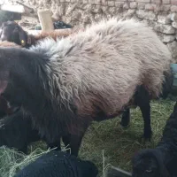 ۶راس شکم دوم آبستن۲راس بره داریکیش دوقلووباقوچ همو