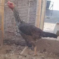 حراج و فروش خروس گلین/مرغ وخروس لاری/مرغ محلی|حراج|رفسنجان, |دیوار