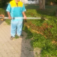 درخت بر رایگان