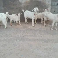 سه بز سانن زائد. با ۵ بزغاله بزرگ فروشی