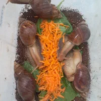 حلزون تخم گذار|خزنده|شیراز, شهرک والفجر|دیوار