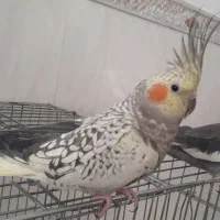 دو عدد عروس هلندی نر و ماده|پرنده|تویسرکان, |دیوار