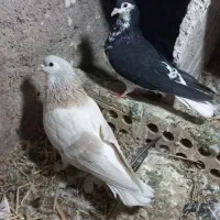 یک جفت کبوتر صده