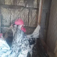 مرغ وخروس|حیوانات مزرعه|اصفهان, سودان|دیوار