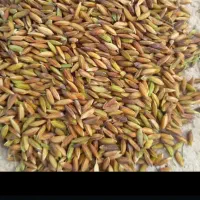 فروش شالتوک عنبربو