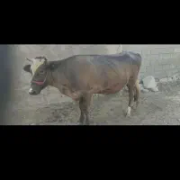 گوساله