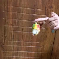 گرینچیک آناناسی دبل رد|پرنده|قم, نخودی|دیوار