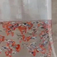 ماهی گوپی عمده بیگ ایر گلدن رد آلبینو رد توکسیدو