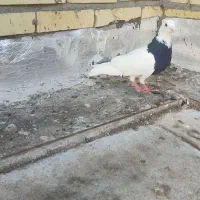 کفتر پرشی|پرنده|تربت جام, جامرود|دیوار