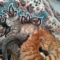 یک مادر همراه ۳ فرزند برای واگذاری به حامی